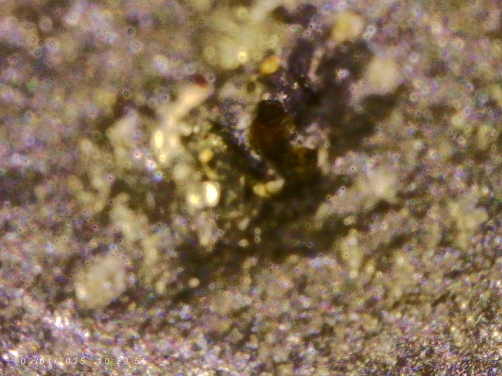 Raw Carbonado Diamonds