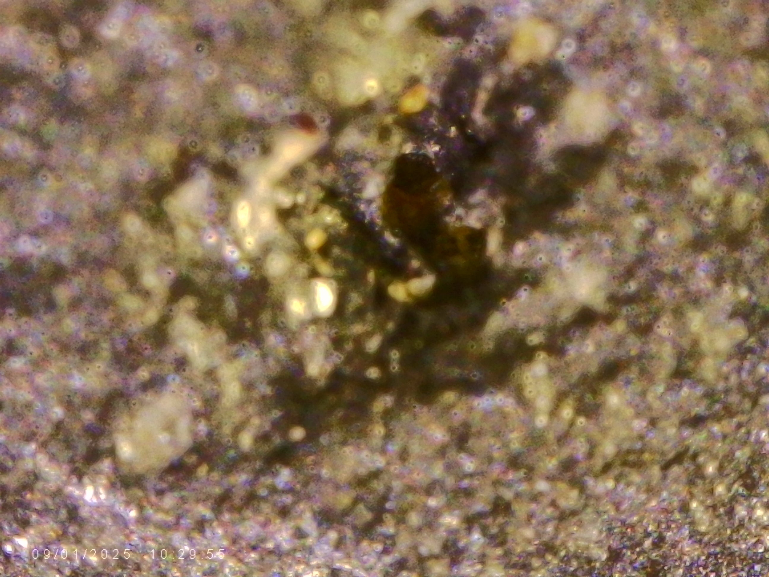 Raw Carbonado Diamonds