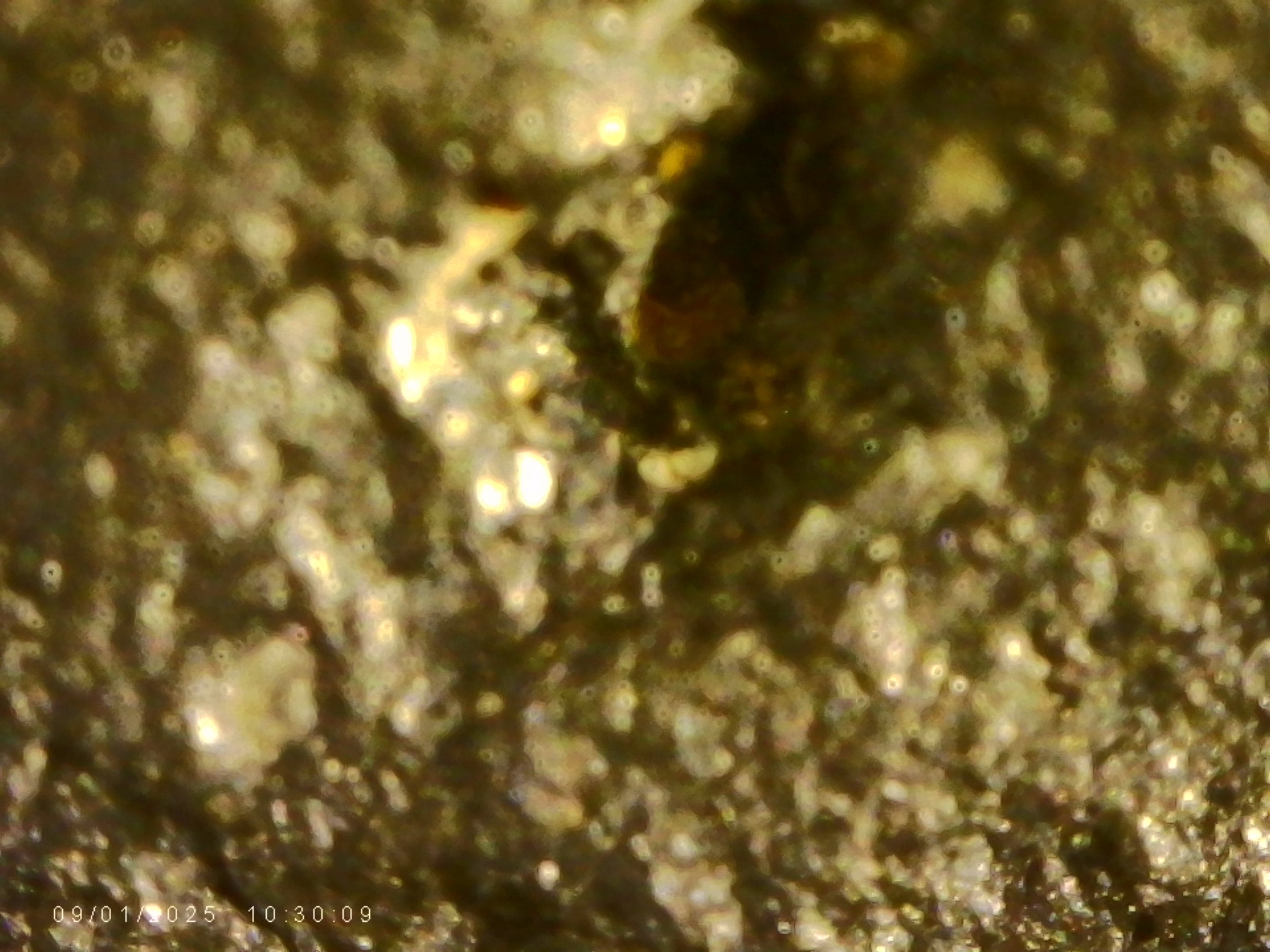 Raw Carbonado Diamonds