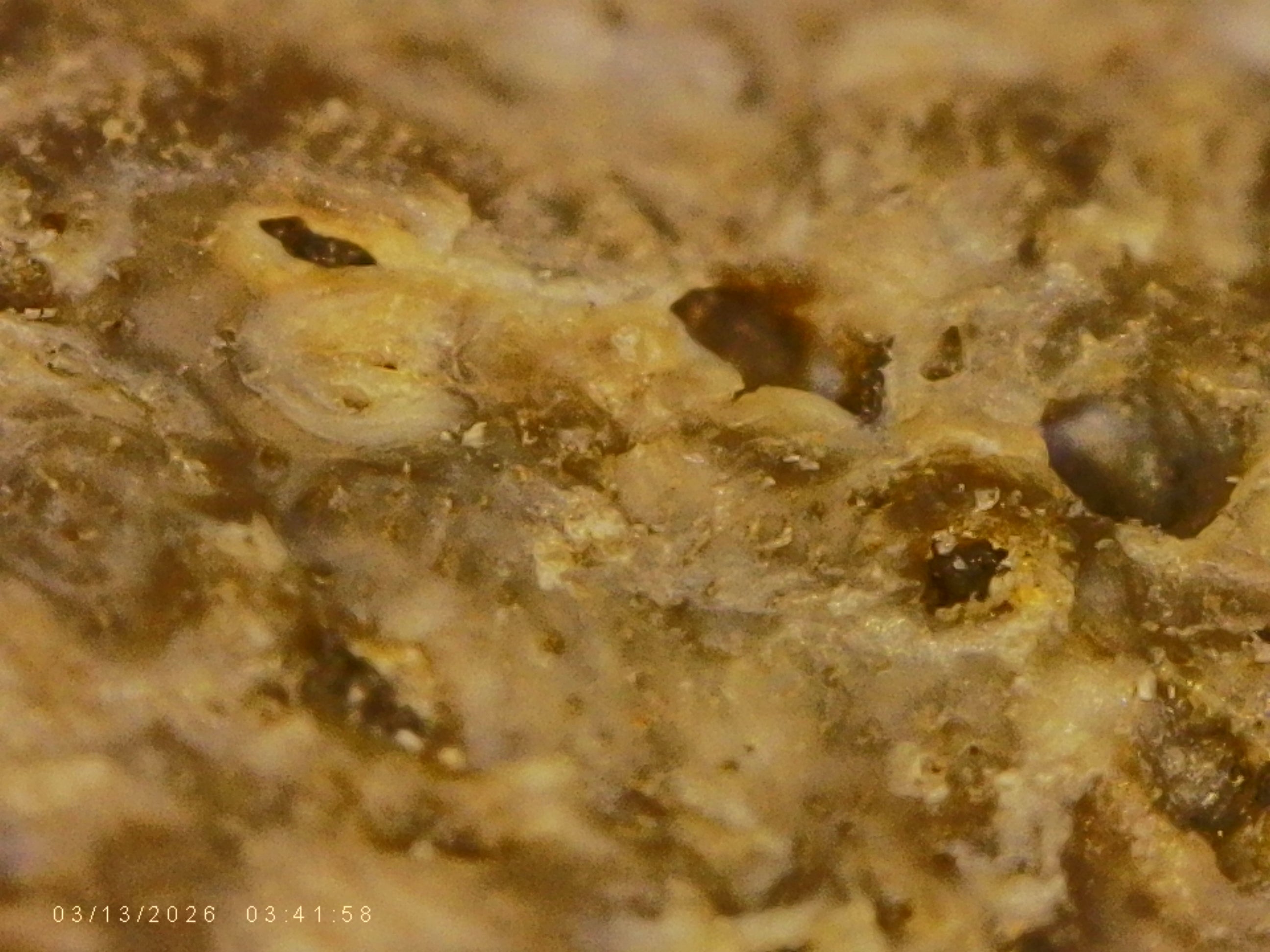 #2001 - 13.2 grams / 66.15ct - Raw Carbonado Diamond - Precambrian Impact Meteorite Specimen