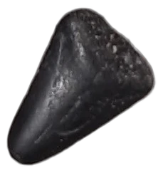 Photo of a fossil found with ASA Digital Art specimens (appears to be a Megalodon tooth)