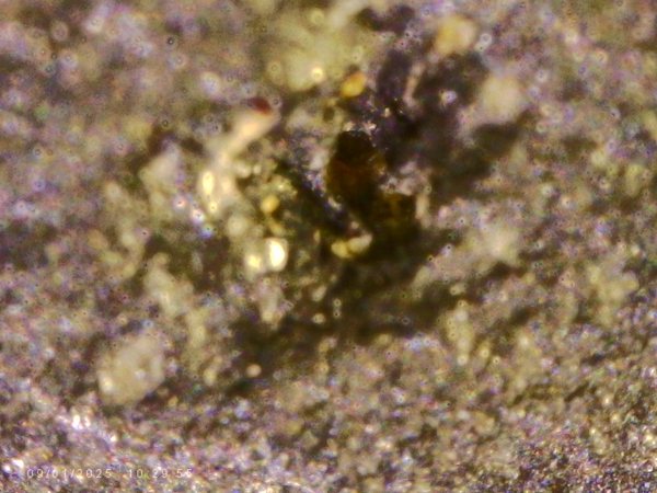 Microscope close-up of a sparkly granular matrix with a dark grain