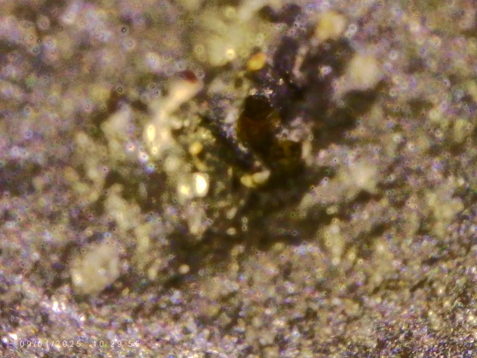 Microscope close-up of a sparkling granular matrix with a dark grain