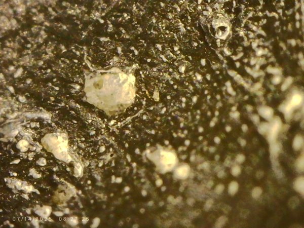 Microscope close-up of a dark surface with small white mineral grains